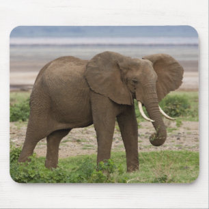 Tapis De Souris Afrique. Tanzanie. Éléphant au lac Manyara NP.