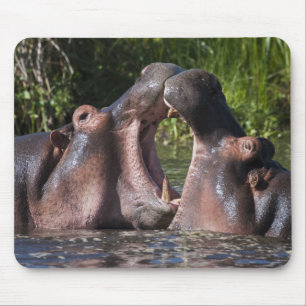 Tapis De Souris Afrique. Tanzanie. Hippopotame en combat