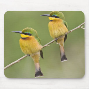 Tapis De Souris Afrique. Tanzanie. Petits guêpiers à Manyara
