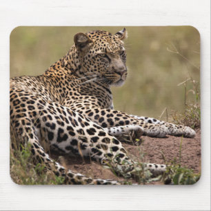 Tapis De Souris Afrique, Tanzanie, Serengeti. Leopard
