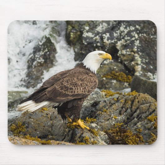 Tapis De Souris Aigle à tête blanche (Devant)