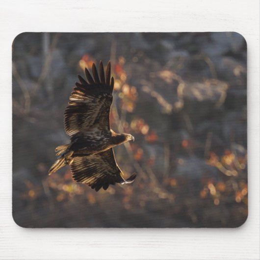 Tapis De Souris Aigle dans l'heure dorée (Devant)