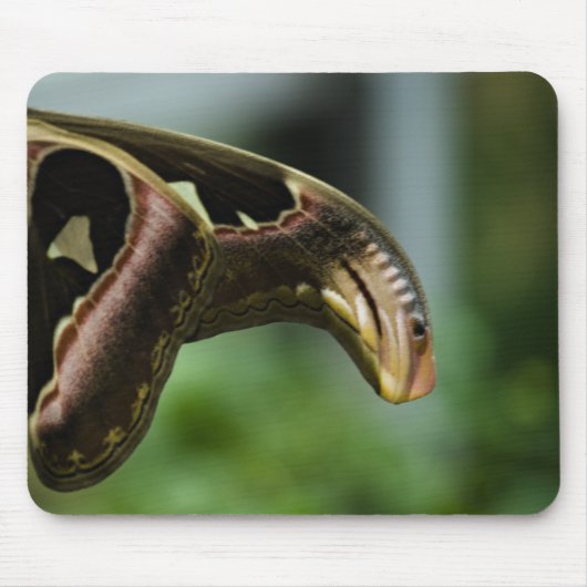 Tapis De Souris Ailes d'Atlas Mousepad (Devant)