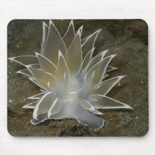 Tapis De Souris Albâtre Nudibranche (Dirona albolineata) Mousepad