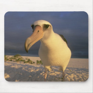Tapis De Souris Albatros de Laysan, Diomedea immutabilis),