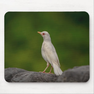 Tapis De Souris Albino Robin dans Crown Point