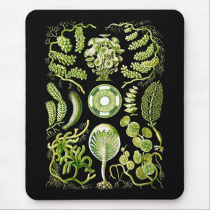 Tapis De Souris Algues