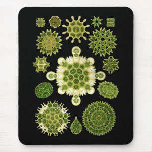 Tapis De Souris Algues vertes