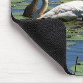 Tapis De Souris Alimentation de cygne et de jeunes cygnes (Coin)
