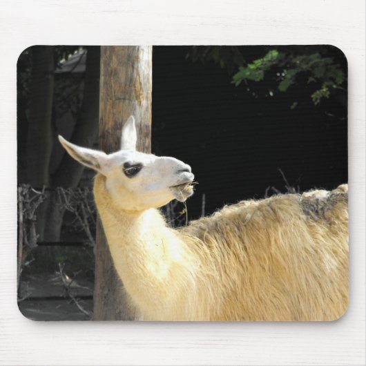 Tapis De Souris Alimentation de lama (Devant)