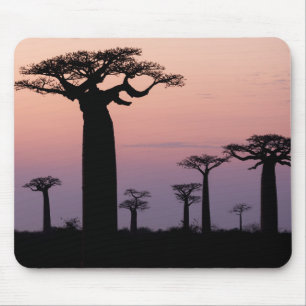 Tapis De Souris Allée des Baobabs, Madagascar, Morondava, Afrique,