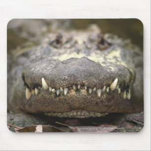 Tapis De Souris Alligator américain