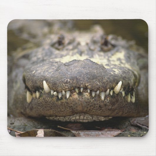 Tapis De Souris Alligator américain (Devant)