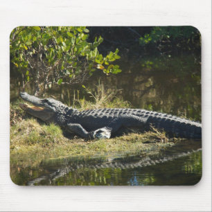 Tapis De Souris Alligator américain se reposant le long d'une zone