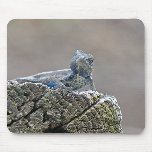 Tapis De Souris Alligator du ventre bleu Lizard (Devant)