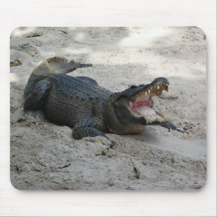 Tapis De Souris Alligator, Fort Lauderdale, Florida