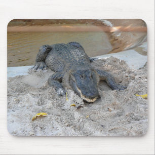 Tapis De Souris Alligator, Fort Lauderdale, Floride