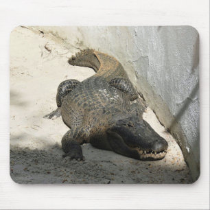 Tapis De Souris Alligator, Fort Lauderdale, Floride