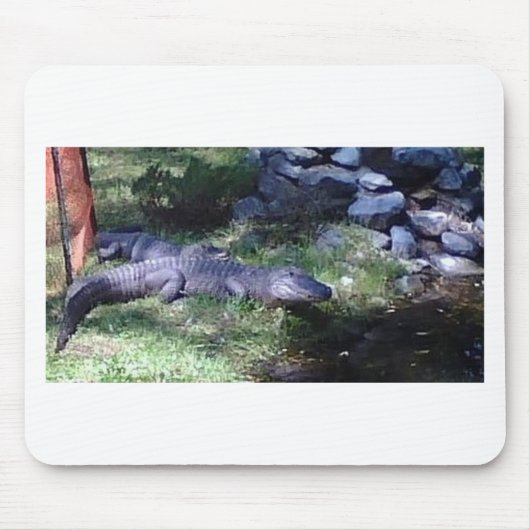 Tapis De Souris Alligator ! ! Zoo Animaux design (Devant)