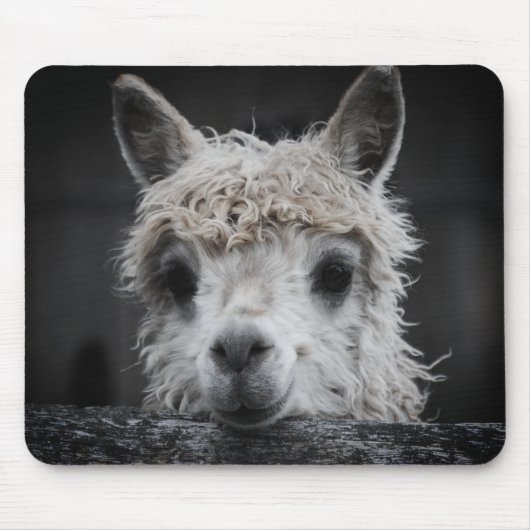 Tapis de souris Alpaca curieux (Devant)