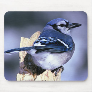 Tapis De Souris Amants d'oiseau de geai bleu