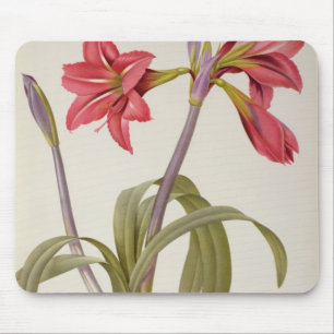 Tapis De Souris Amaryllis Brasiliensis