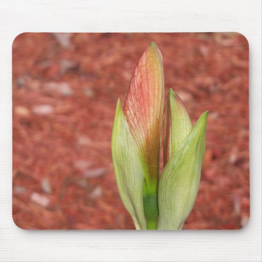 Tapis De Souris Amaryllis Pomme bourgeon fleur (Devant)