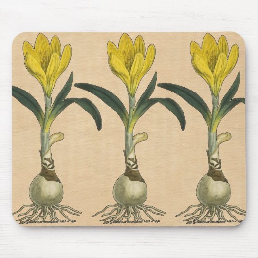 Tapis De Souris Amaryllis Tulip Jardin Botanique Fleur (Devant)