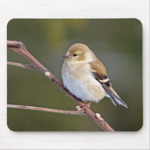 Tapis De Souris Américain Goldfinch