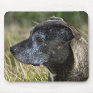 Tapis De Souris American Staffordshire Terrier Pad