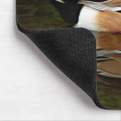 Tapis De Souris American Wigeon Duck on Pond (Coin)