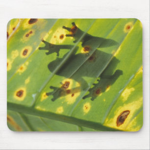 Tapis De Souris AMÉRIQUE CENTRALE, Costa Rica, Grenouille rétroécl