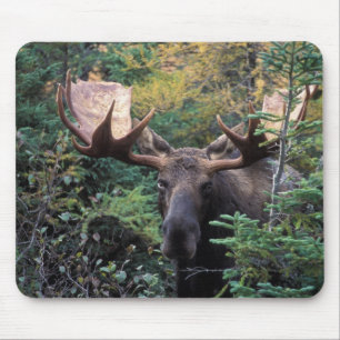 Tapis De Souris Amérique du Nord, Canada, Nouvelle-Écosse, Cap-Bre