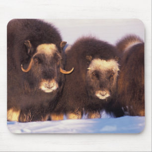 Tapis De Souris Amérique du Nord, États-Unis, Alaska, Cercle Arcti