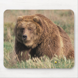 Tapis De Souris Amérique du Nord, États-Unis, Alaska, île Kodiak,
