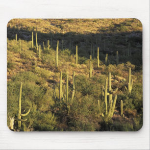 Tapis De Souris Amérique du Nord, États-Unis, Arizona, désert de S