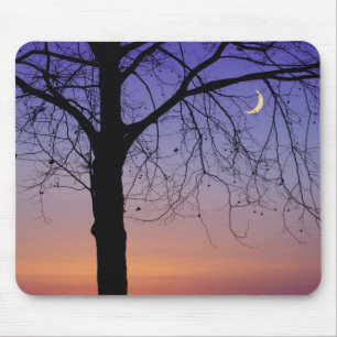 Tapis De Souris Amérique du Nord, États-Unis, Floride, Mt Dora,