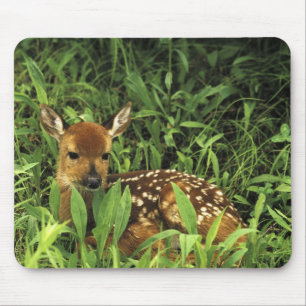 Tapis De Souris Amérique du Nord, États-Unis, Minnesota. Cerf à qu