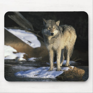 Tapis De Souris Amérique du Nord, USA, Minnesota. Loup (Canis)