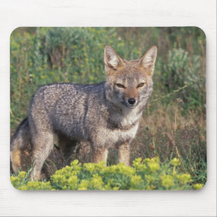 Tapis De Souris Amérique du Sud, Chili, Torres del Paine NP,