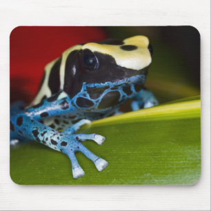 Tapis De Souris Amérique du Sud, République du Surinam. Gros plan