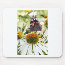 Amiral Papillon sur Fleur