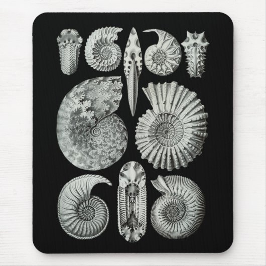 Tapis De Souris Ammonites (Devant)