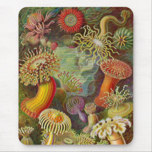 Tapis De Souris Anémone de mer vintage Haeckel