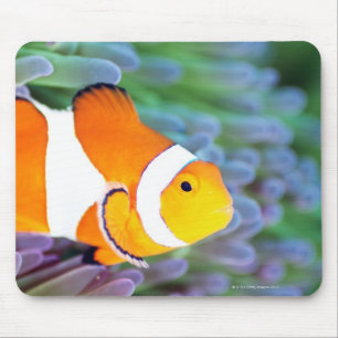 Tapis De Souris Anemonefish de clown