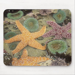 Tapis De Souris Anémones géantes vertes et étoiles de mer ocres