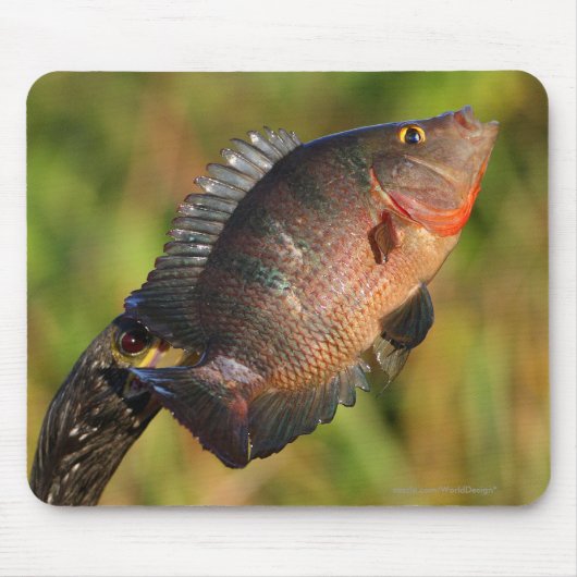 Tapis De Souris Anhinga et poissons (Devant)