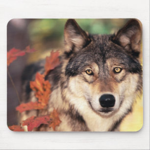 Tapis de souris animal 36