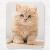 Tapis De Souris Animaux de bébés cutest | A British Longhair Kitte (Devant)