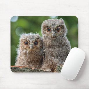 Tapis De Souris Animaux de bébés cutest Deux jeunes hiboux